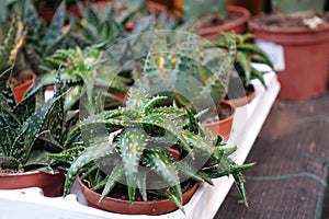 Many small decorative cacti. Cactus breeding at home