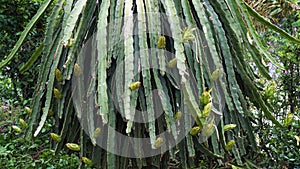 Many small dragon fruits on dragon fruit pillars