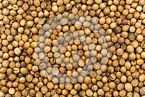 Many small dried coriander seed. Food spicery backgrounds