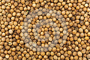 Many small dried coriander seed. Food spicery backgrounds photo