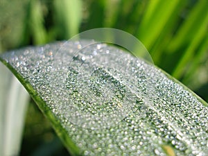 Many small drops of dew or after a rain on the green grass close up