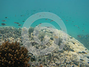 Many small exotic marine fish swimming over coral reef photo