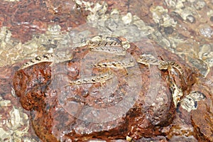 Many small fish on river rock