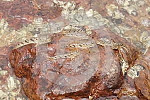 Many small fish on river rock photo