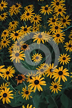 Many small flowers in one flower bed grow and smell. Beautiful yellow flowers with a black center. Rudbeckia, Echinacea