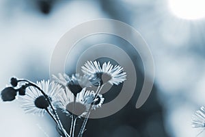 Many small flowers small white petals stamen stem background Blue grey color