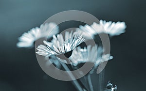 Many small flowers small white petals stamen stem background Blue grey color