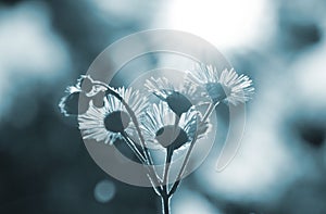 Many small flowers small white petals stamen stem background Blue grey color