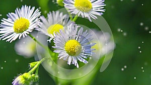 Many small flowers small white petals yellow stamen green stem green background