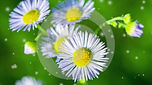 Many small flowers small white petals yellow stamen green stem green background