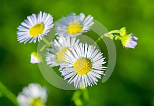 Many small flowers small white petals, yellow stamen green stem green background