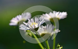 Many small flowers small white petals yellow stamen green stem green background