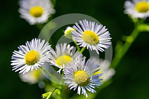 Many small flowers small white petals yellow stamen green stem green background