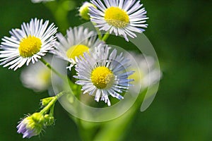 Many small flowers small white petals yellow stamen green stem green background