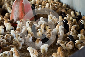 Many small fluffy multicolored broiler chicks