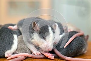 Many small funny baby rats warming together one on top of another