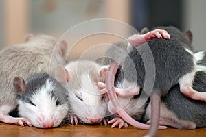 Many small funny baby rats warming together one on top of another