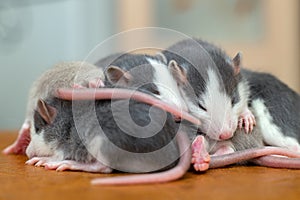 Many small funny baby rats warming together one on top of another