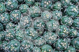 Many small green cactus flower top view background