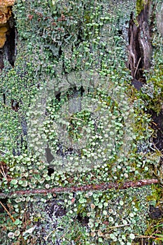 Many small green Cup Lichen and Devil`s Matchsticks lichen growi