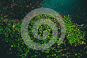 Many small green leaves float in a clean swamp