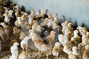 Many small multicolored broiler chicks