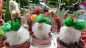 Many small multicolored cacti on the shelf