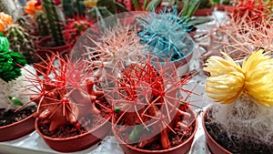 Many small multicolored cacti on the shelf