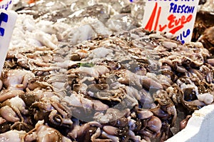 Many small octopuses on ice in the market. The concept of sea food. Horiontal rintation.