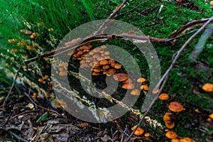 many small orange red mushrooms, poisonous toadstools grow on a tree covered with green moss in damp forest