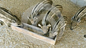 Many small pigs with striped color, amicably eating from a trough on rural farm.