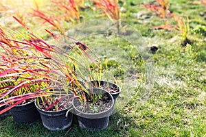 Many small plastic pots with fresh imperata cylindrica red baron grass bushes prepared for planting at ornamental garden