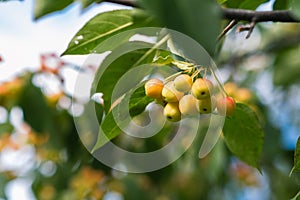 Many small red apples on the branches apple tree, sunny day,