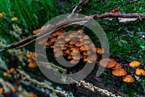 Many small red orange mushrooms, poisonous toadstools grow on tree covered with green moss in a damp forest