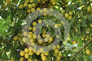 Many small ripe yellow plums on a branch