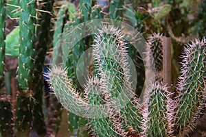 Many small round cacti in the ground, family.