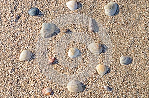 Many small sea shells, different size on the sand