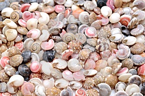 Many small shells of various species close-up. Background, object.