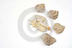 Many small shells of various species close-up