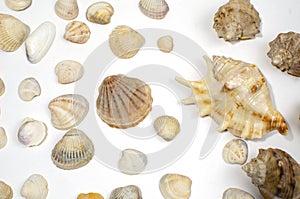 Many small shells of various species close-up