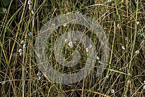 Many small snails clinging to the grass