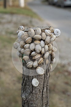 Many small snails glued on a tree close up