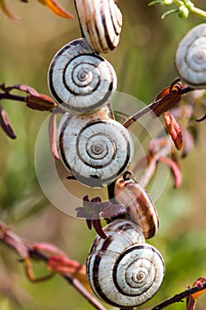 Many small snails