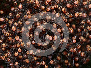 Many small spiders in nest