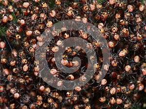 Many small spiders in nest