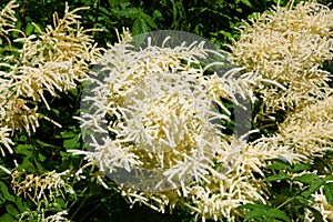 Flowers Aruncus dioicus