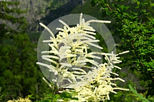 Flowers Aruncus dioicus