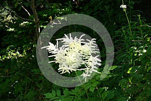 Flowers Aruncus dioicus