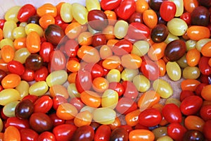 Many small tomatoes of different and strange colors, yellow, red, brown and orange. genetically modified