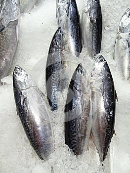 Many small tunas on ice in the market